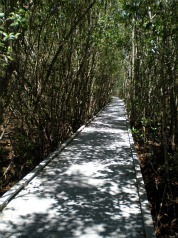 mangrove forest florida